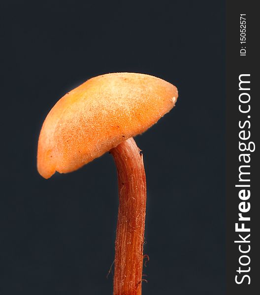 Armillaria- Honey Fungus
