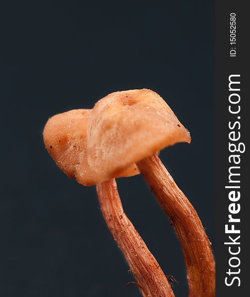 Armillaria - Honey fungus isolated on black. Eatable mushroom, very delicious. Armillaria - Honey fungus isolated on black. Eatable mushroom, very delicious.