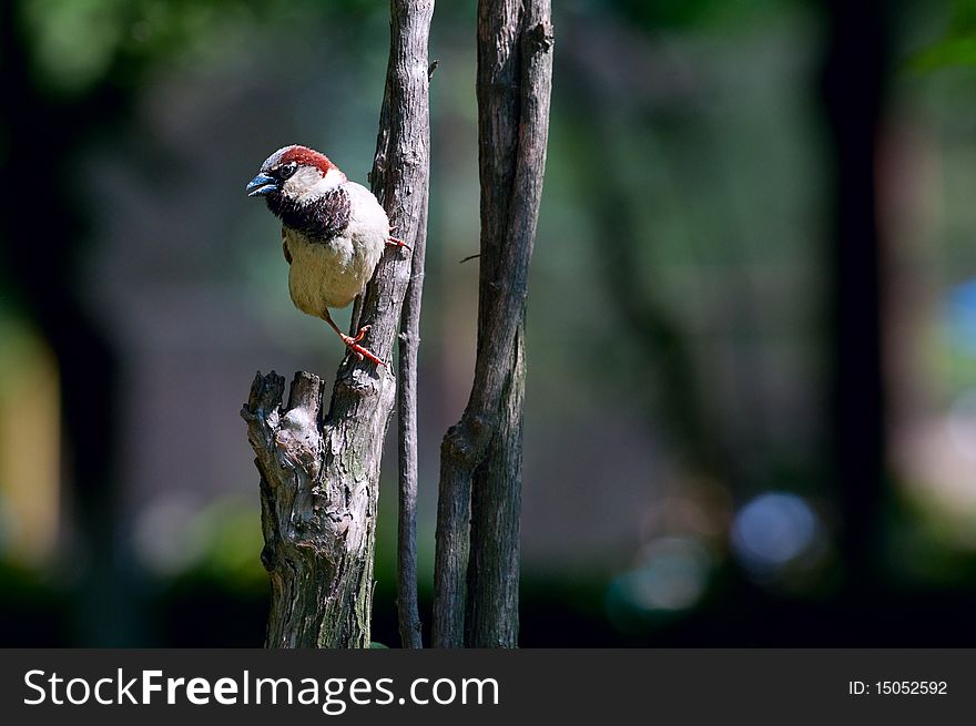 European sparrow hanging on a branch.