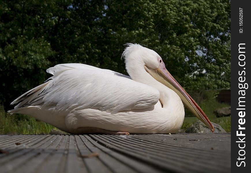 Pelican sitting on a wooden jetty. Pelican sitting on a wooden jetty