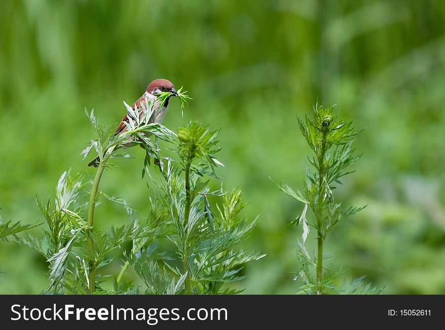 European sparrow eating some grass, with a green background.