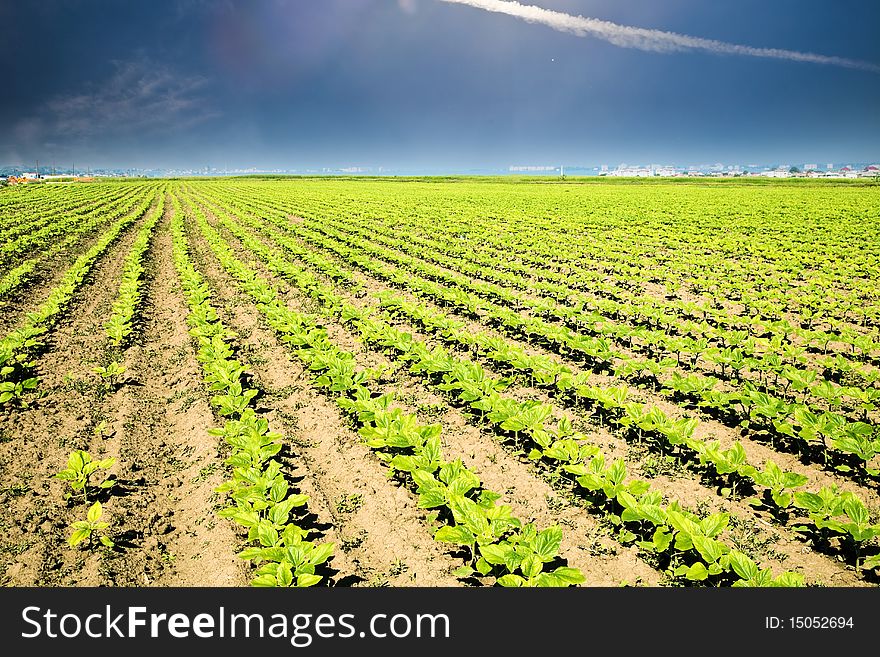 Vegetable field and beautiful blue sky