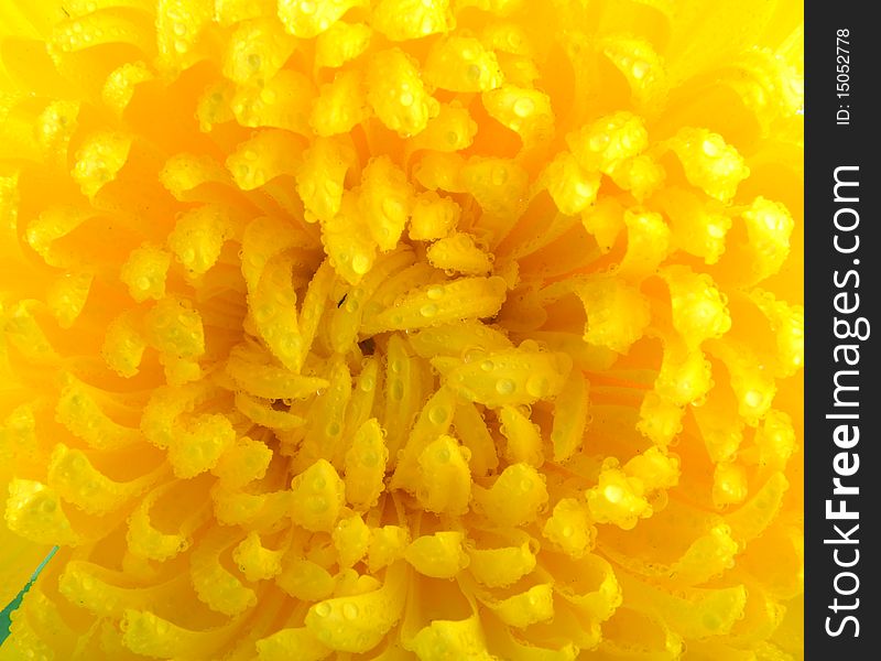 Yellow flower background. Macro shot. Low depth of field. Yellow flower background. Macro shot. Low depth of field