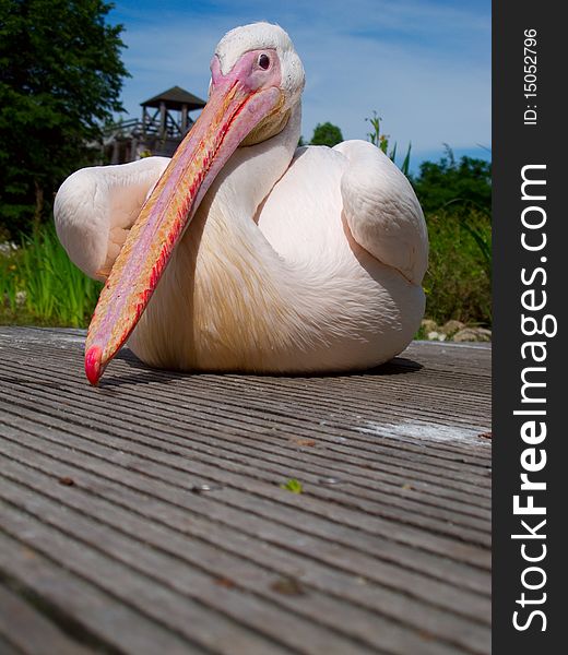 Pelican Bird