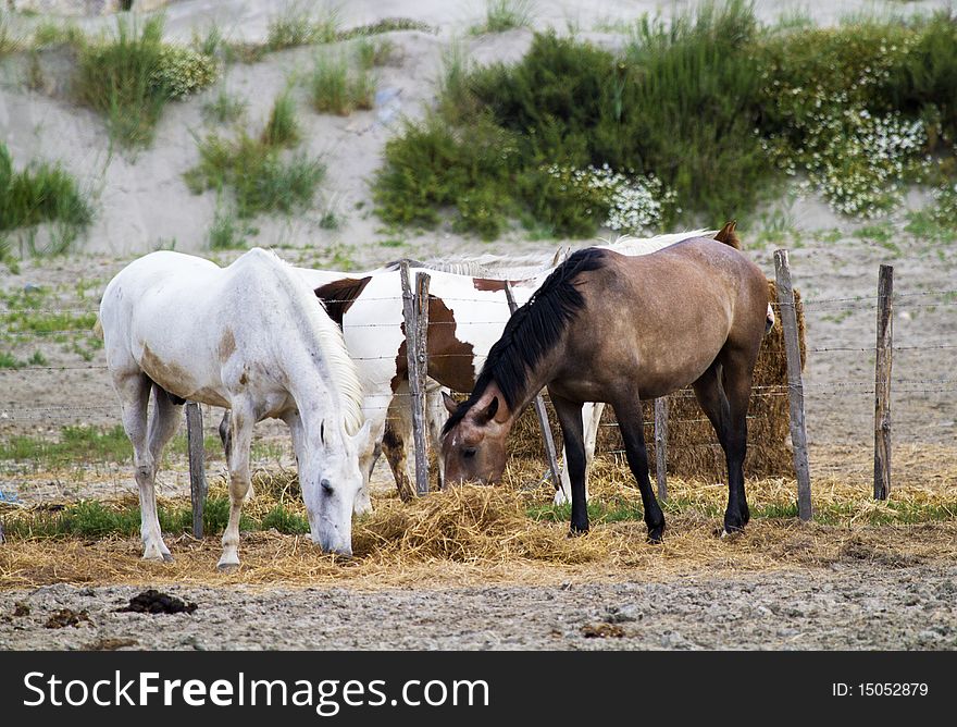 Horses grazing in the countryside