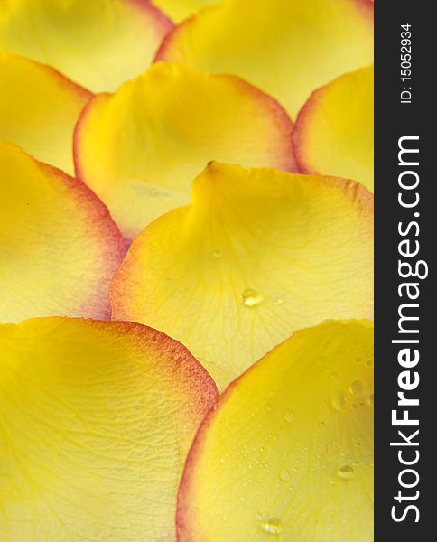 A pile of yellow rose petals Background