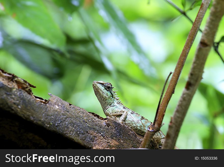 Lizards in tropical rain forest in Thailand. Lizards in tropical rain forest in Thailand.