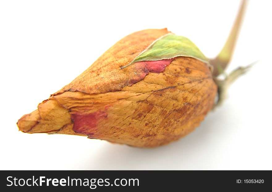 Close up of withered rose isolated on white background.