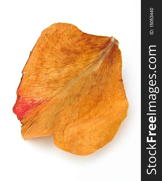A dried rose petal isolated on white background