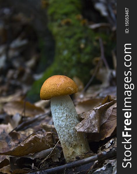 A photo of a orange-cap  mushroom
