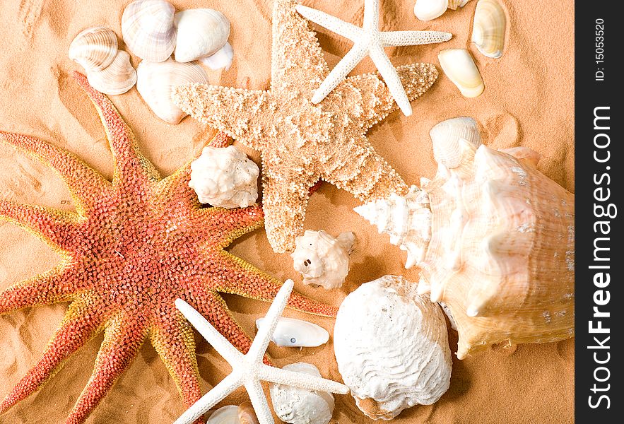 Starfishes and shellfishes on sand background. Starfishes and shellfishes on sand background