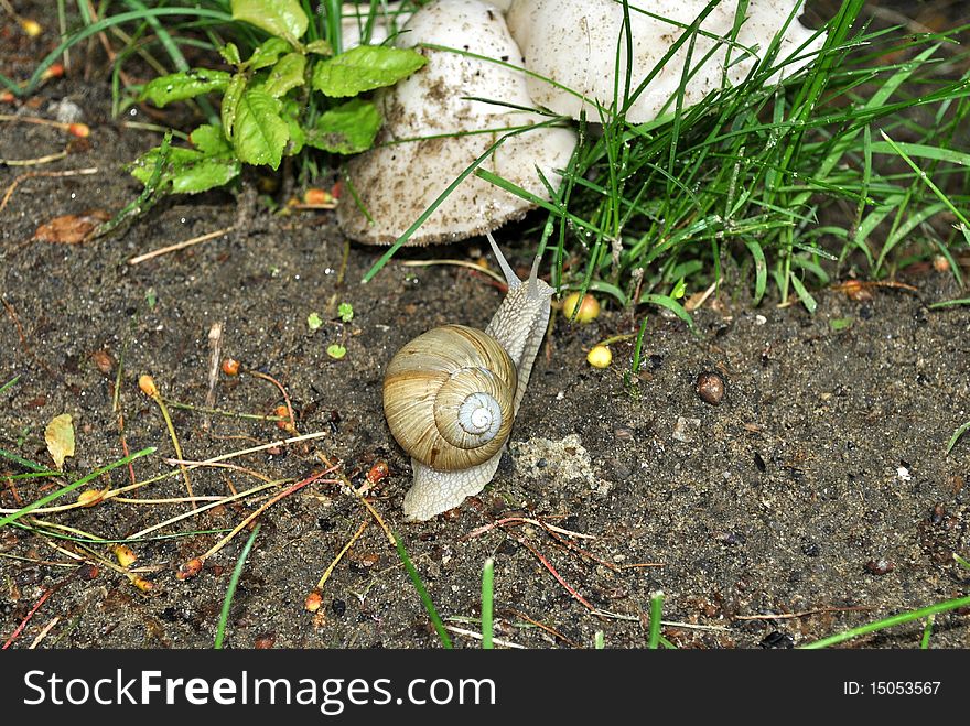 Curious snail piking up mushrooms