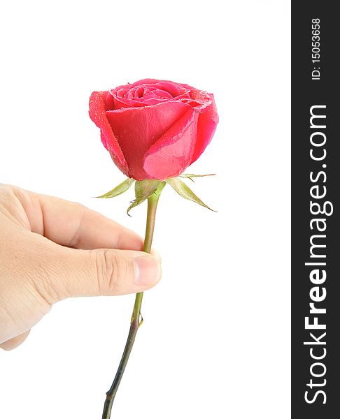 Hand holding a red rose on white background