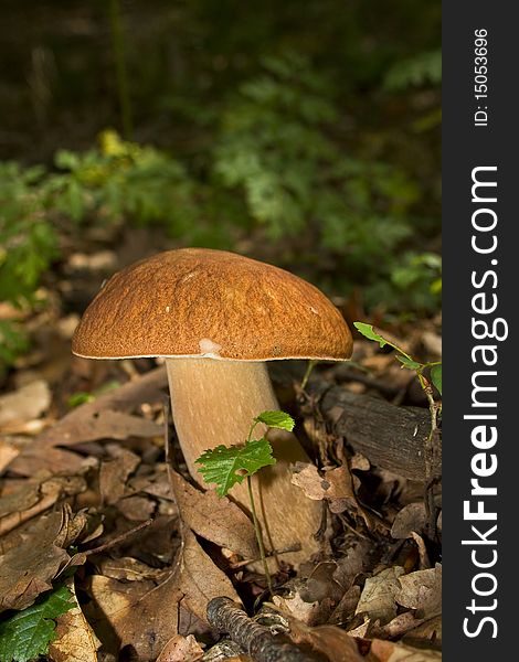 A photo of a white mushroom