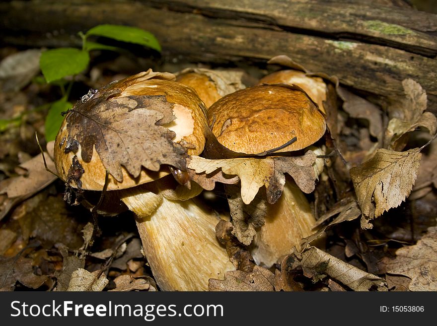 White mushroom family