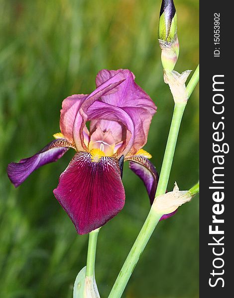 Iris flower in the green background