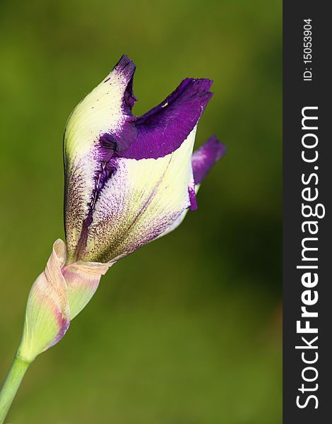 Iris flower bud