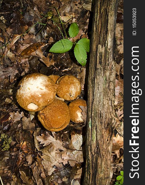 A photo of a white mushroom family