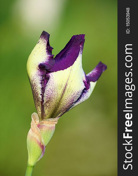 Iris bud in the green background