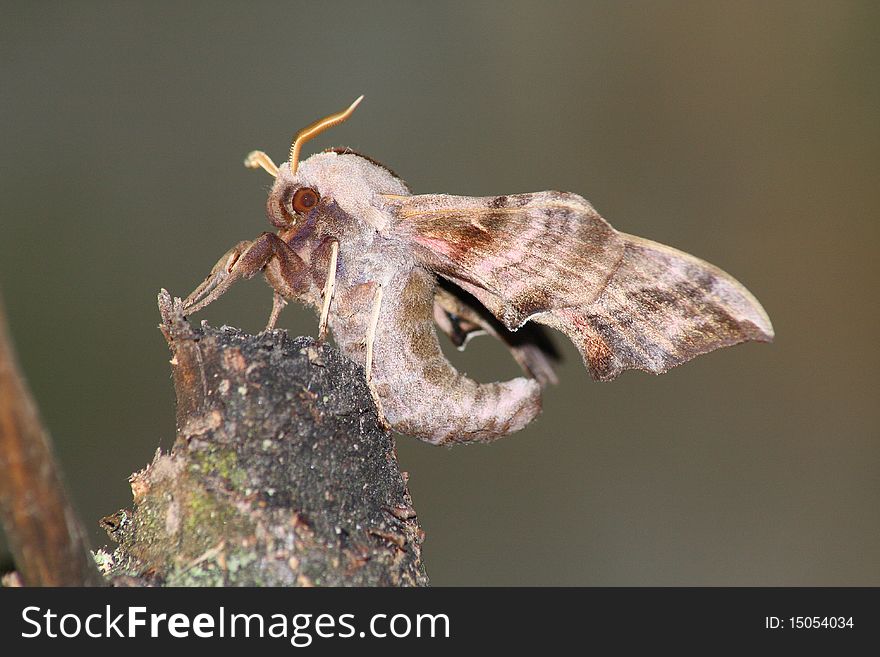 Hawk moth (Smerinthus ocellatus) rest in the trunk