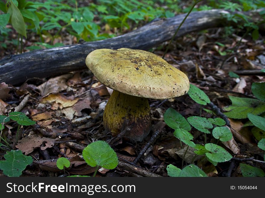 A photo of a  mushroom in the forest