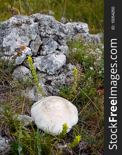 A photo of a white mushroom