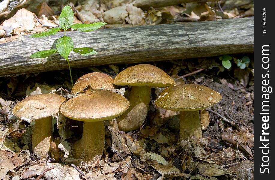 A photo of a white mushroom family