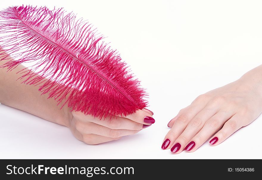 Hands With Pink Manicure Holding Feather