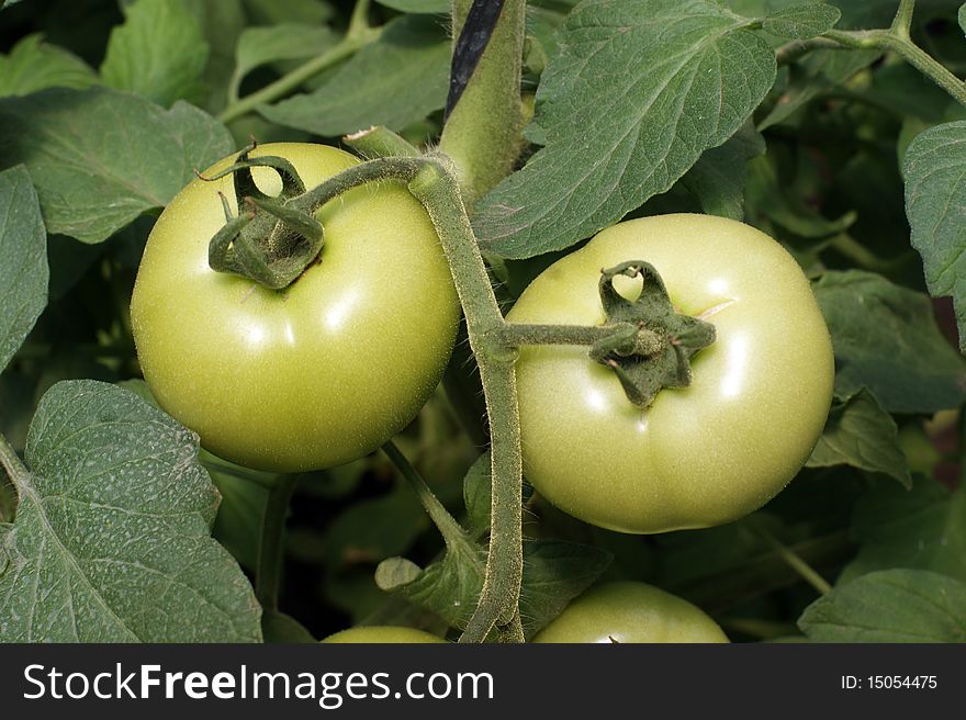 Two perfect green tomatoes in the plant