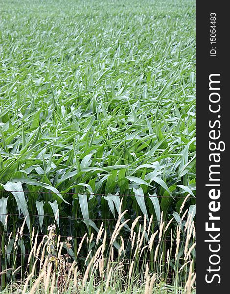 A Crop of Corn Growing in a Field. A Crop of Corn Growing in a Field