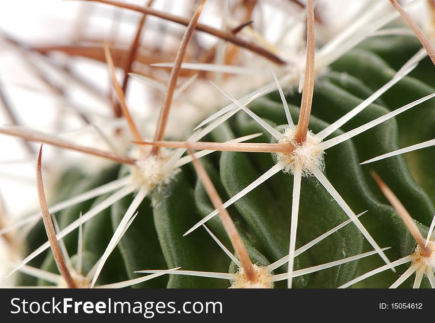 Cactus Gymnocalycium macro shot on white background