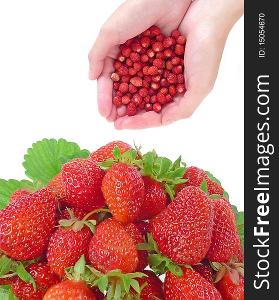 Wild and garden strawberries isolated