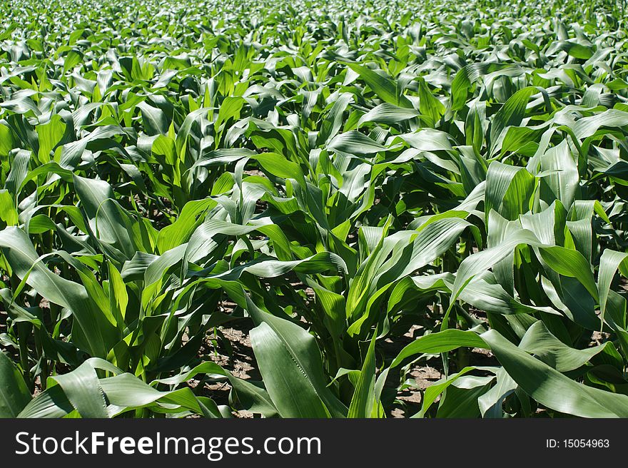 Corn field in a initial stage of its plants. Corn field in a initial stage of its plants