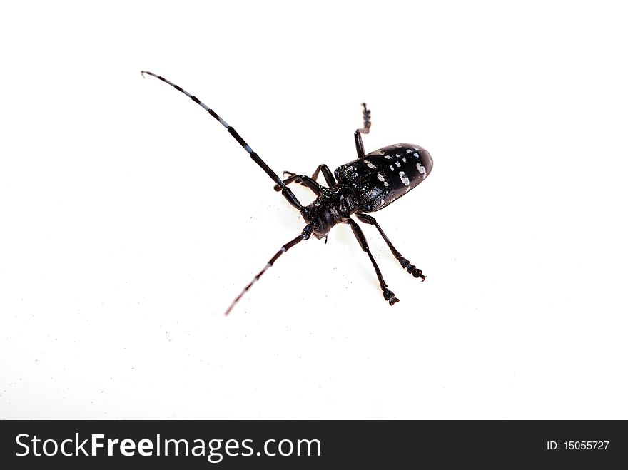 Longhornedbeetles isolated on a white background
