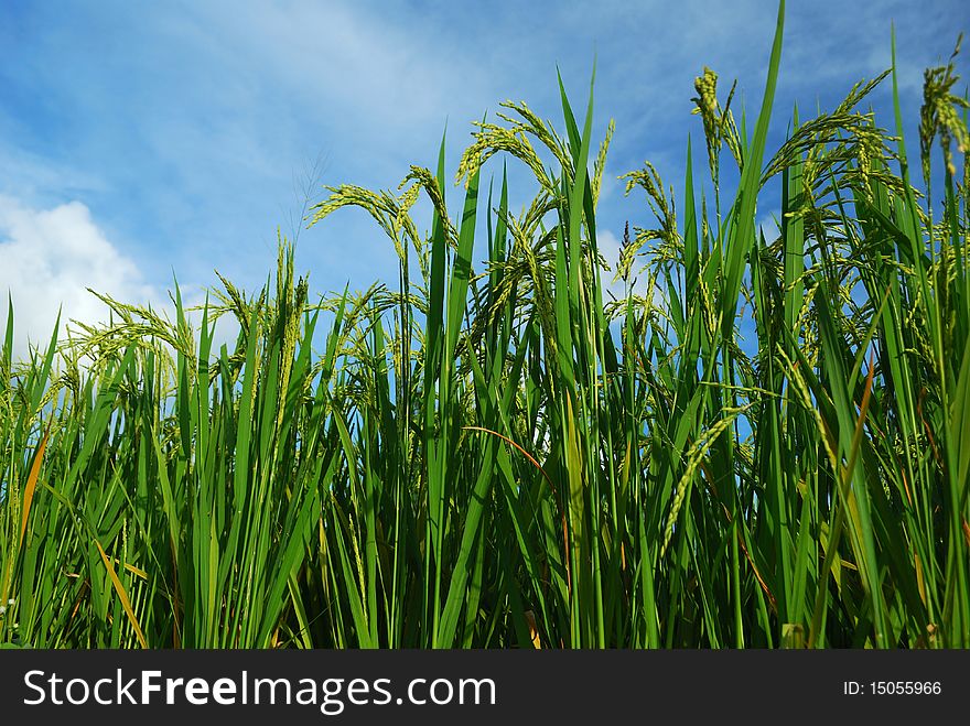 Plant material series: The rice to mature