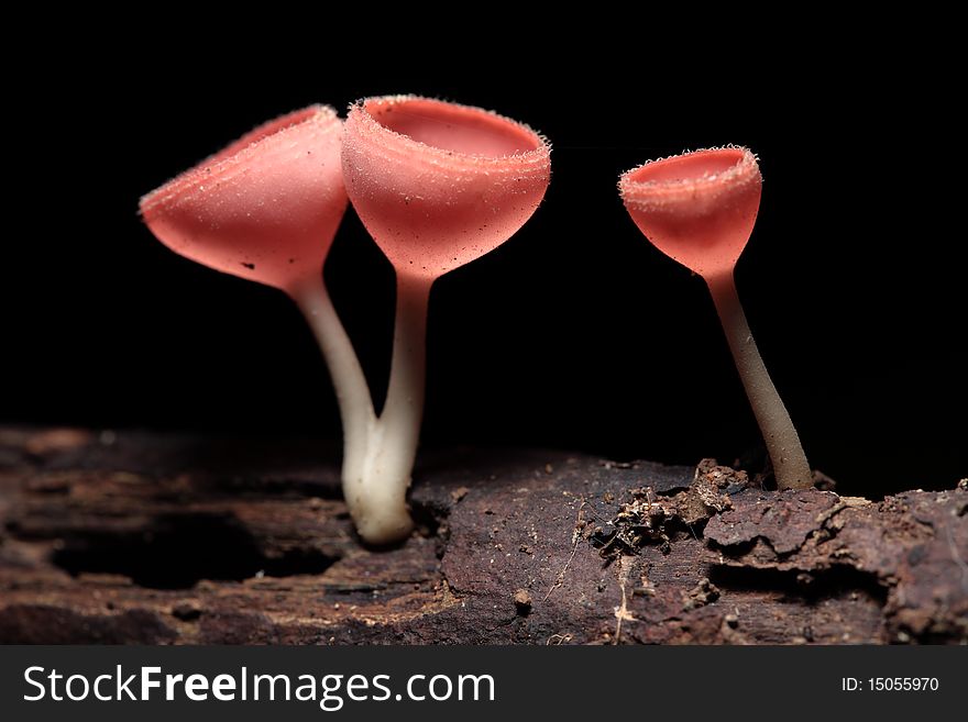 Some kind of mushroom look like a champagne glasses.A lot in rainy season in the forest.Sizing about 1-2 cm.Someone call champagne mushroom But the real name is Pink burn cup and the science name is Tarzetta  Rosea ( Rea)  Dennis. Some kind of mushroom look like a champagne glasses.A lot in rainy season in the forest.Sizing about 1-2 cm.Someone call champagne mushroom But the real name is Pink burn cup and the science name is Tarzetta  Rosea ( Rea)  Dennis