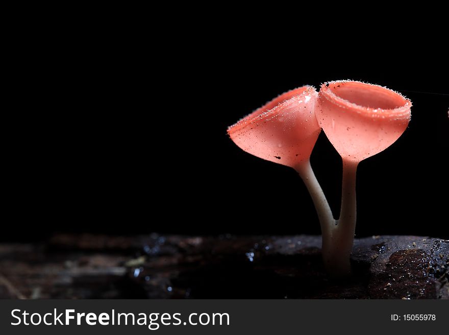 Some kind of mushroom look like a champagne glasses.A lot in rainy season in the forest.Sizing about 1-2 cm.Someone call champagne mushroom But the real name is Pink burn cup and the science name is Tarzetta  Rosea ( Rea)  Dennis. Some kind of mushroom look like a champagne glasses.A lot in rainy season in the forest.Sizing about 1-2 cm.Someone call champagne mushroom But the real name is Pink burn cup and the science name is Tarzetta  Rosea ( Rea)  Dennis