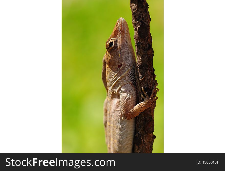 A cute lizard relaxes on the branch of a small plant. A cute lizard relaxes on the branch of a small plant