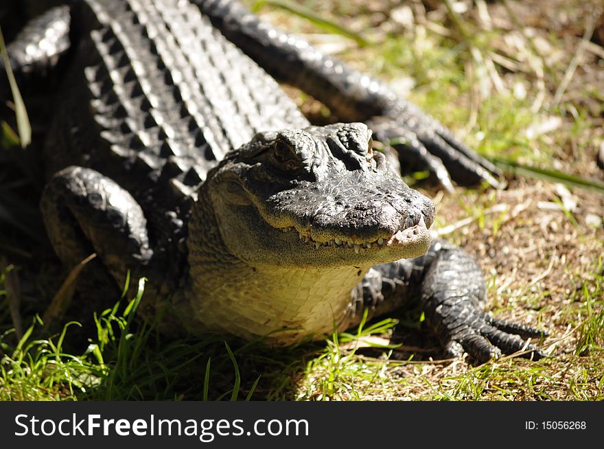 A happy looking alligator smiles for the camera. A happy looking alligator smiles for the camera