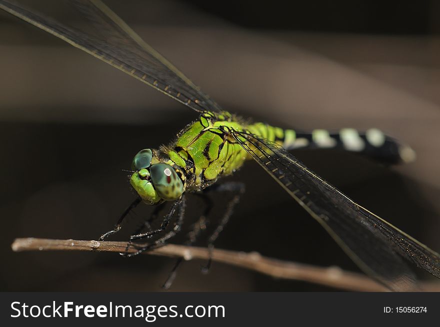 A beautiful multicolored dragonfly poses on a stick with wings filling the frame diagonally. A beautiful multicolored dragonfly poses on a stick with wings filling the frame diagonally
