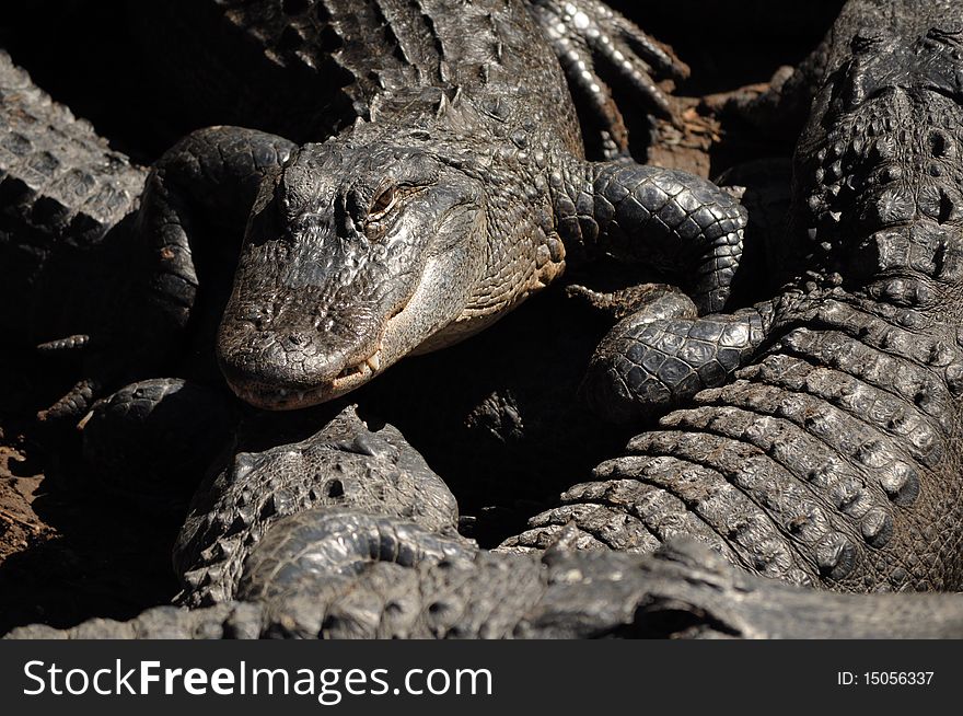 An alligator sinisterly stares at the camera along his alligator buddies. An alligator sinisterly stares at the camera along his alligator buddies