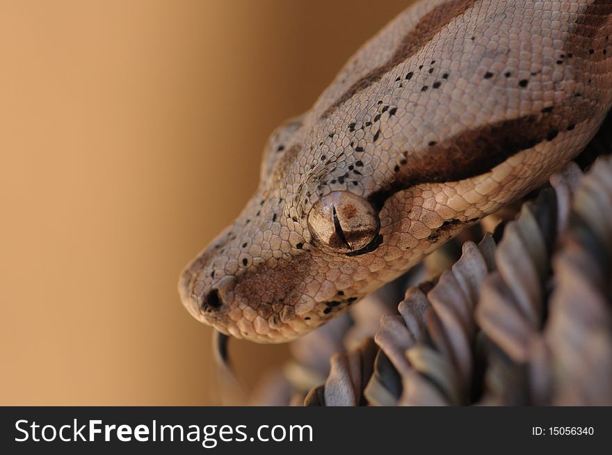 A brown Boa on a brown chair