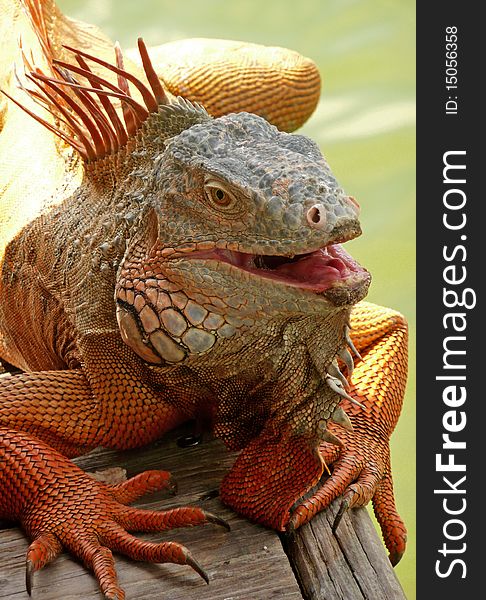 An iguana standing still with its mouth open. An iguana standing still with its mouth open