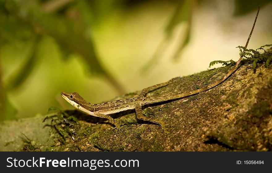 Slender Anole (Anolis limifrons or Norops limifrons) shot in Costa Rica