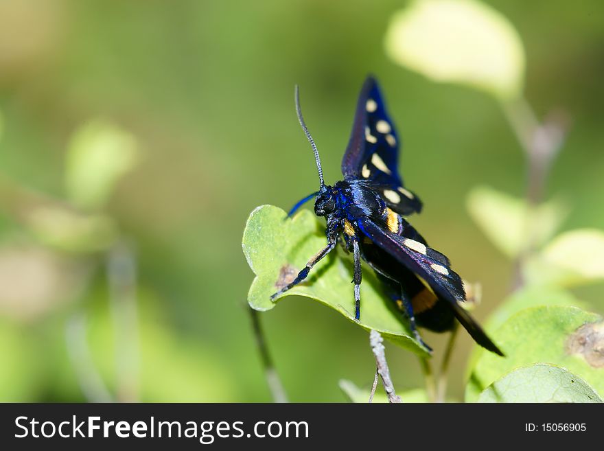 A black-blue spot moth.