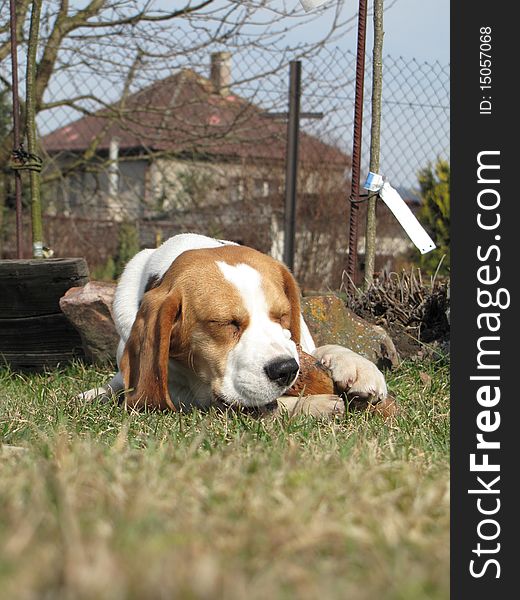 Beuatiful dog lies in a sunny garden. Beuatiful dog lies in a sunny garden