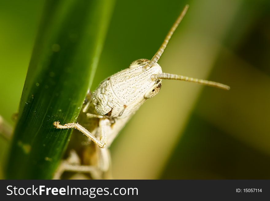 The head close-up of a grasshopper.This locust is called Maza in China.