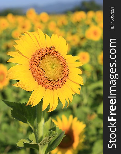 Single SunFlower on field in Lopburi Thailand