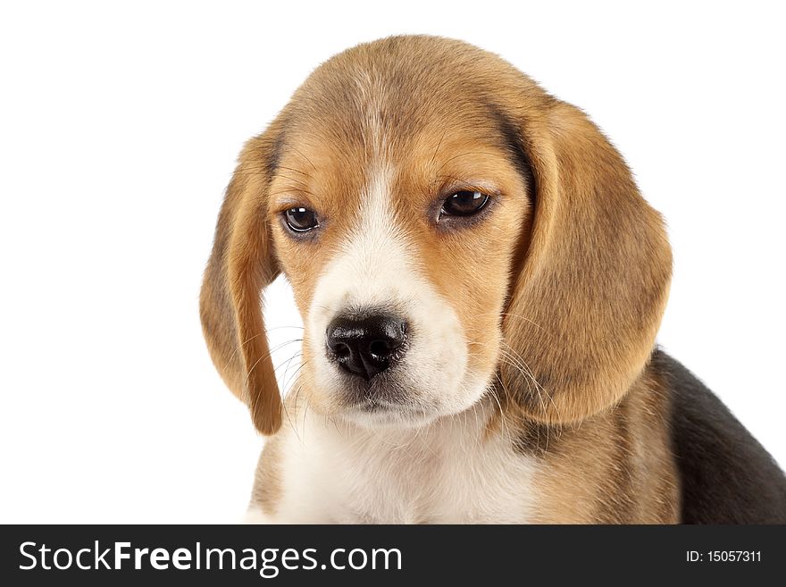 Closeup picture of a small beagle puppy over white