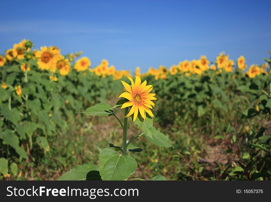 Besiege Sunflower